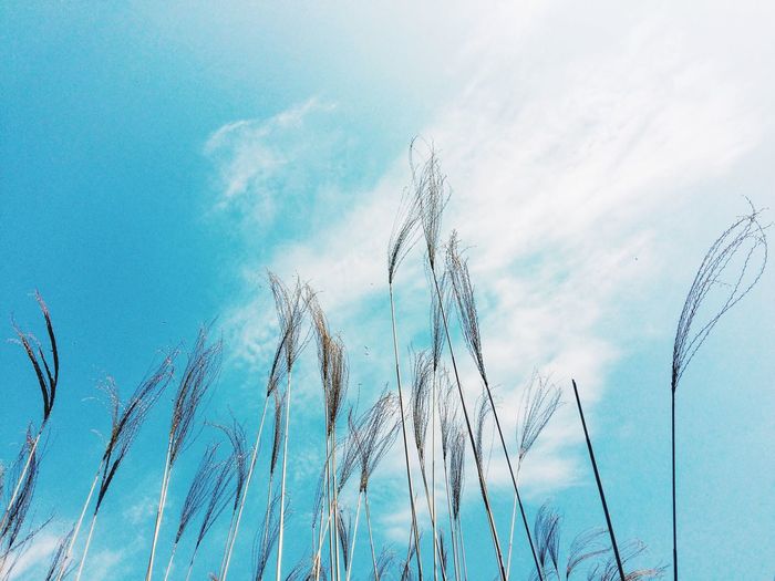 Low angle view of common reeds growing against sky