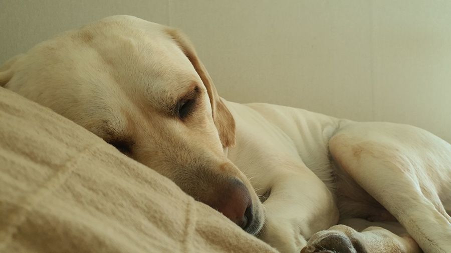 Close-up of dog sleeping on bed