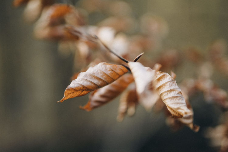 Close-up of dry leaves