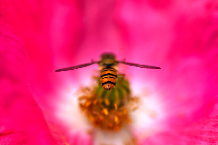 Close-up of hoverfly flying near pink flower