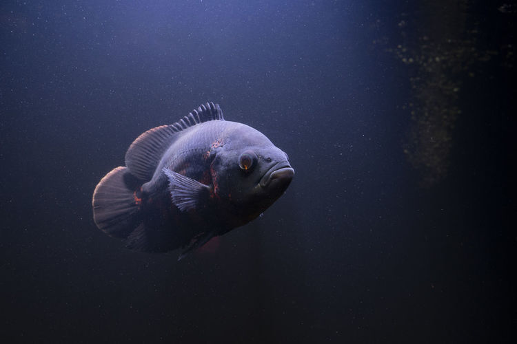Oscar fish swimming under water on dark background