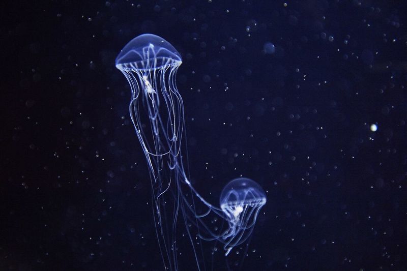 Close-up of jellyfishes in aquarium