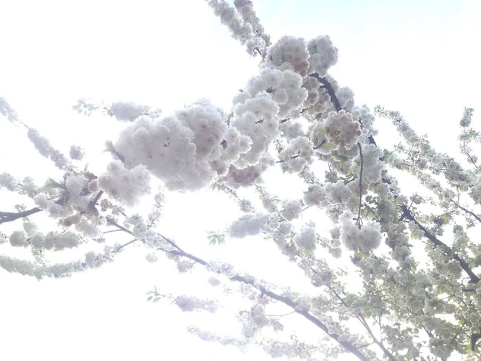 Low angle view of white flowers on tree against sky
