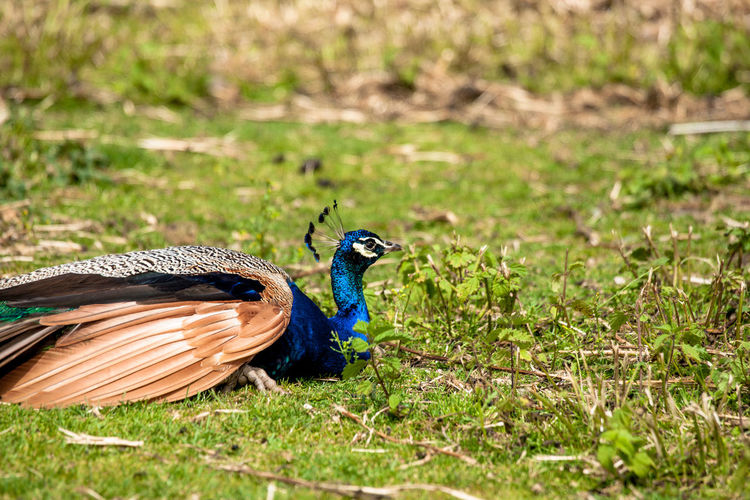 Side view of peacock on grass