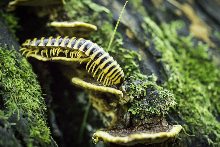 Close-up of caterpillar on a moss