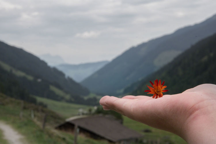 Close-up of hand holding flower against landscape