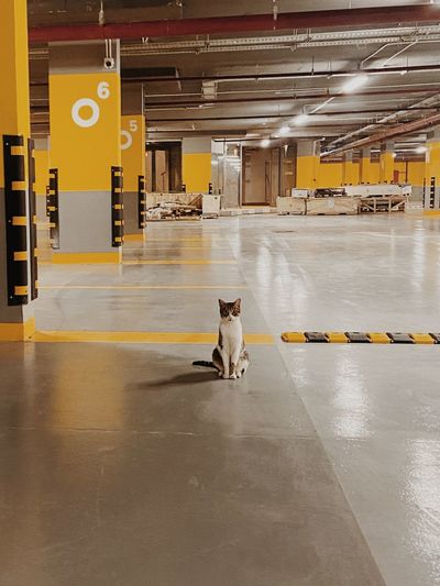Cat in a parking space
