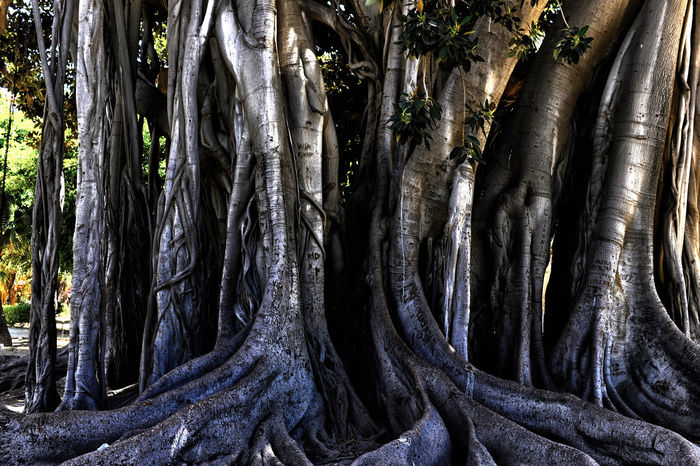 Detail shot of tree trunk