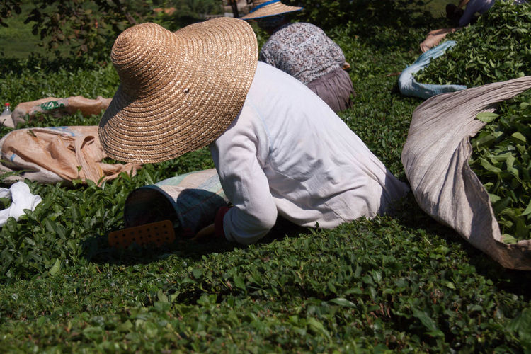 High angle view of farmers working on tea farm