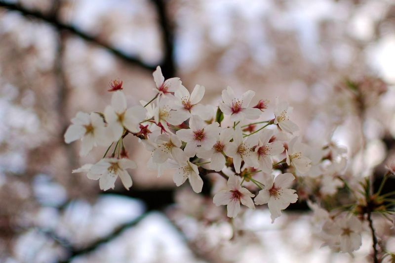 Close-up of flowers on tree