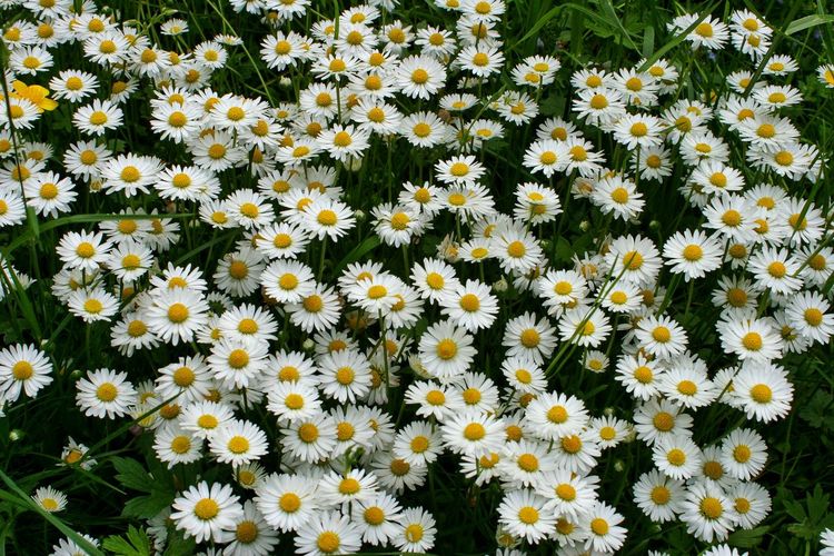 Full frame of white daisy flowers