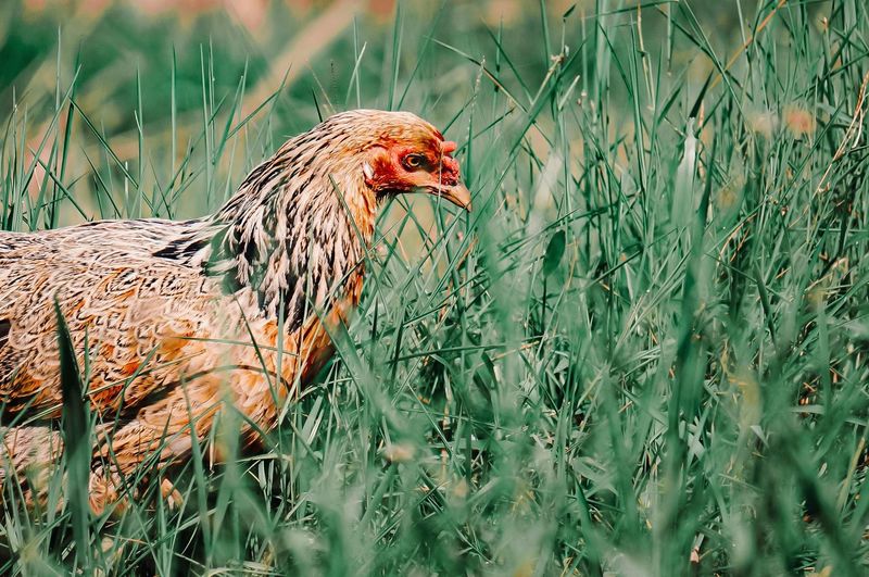 Chicken in a field