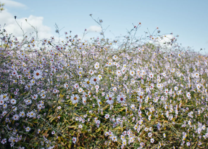Close-up of white flowering plants on field against sky