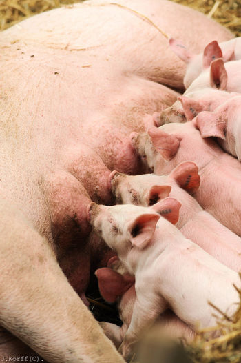 High angle view of pig feeding piglets
