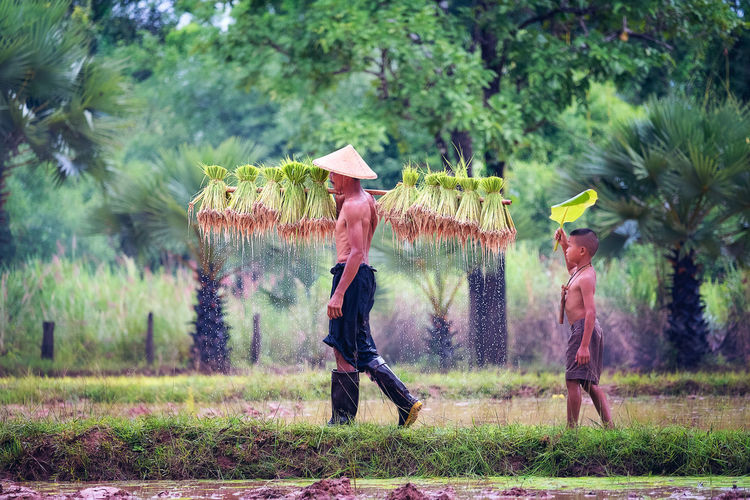 Shirtless farmer carrying rice on shoulder while son walking on field