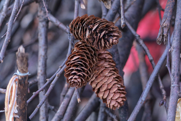 Close-up of monkey on branch in zoo