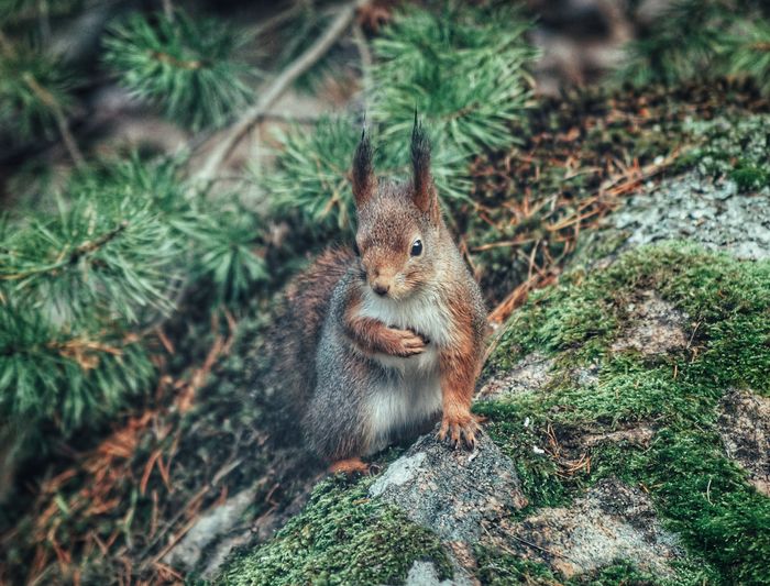 Portrait of squirrel on tree 