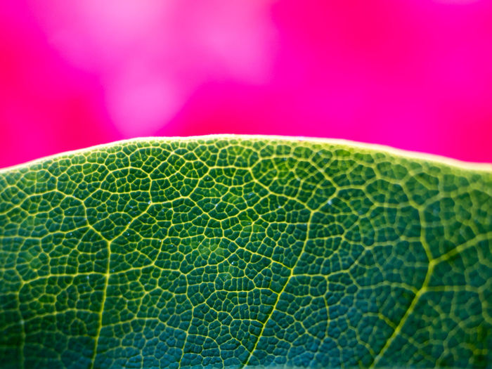 Macro shot of multi colored leaf