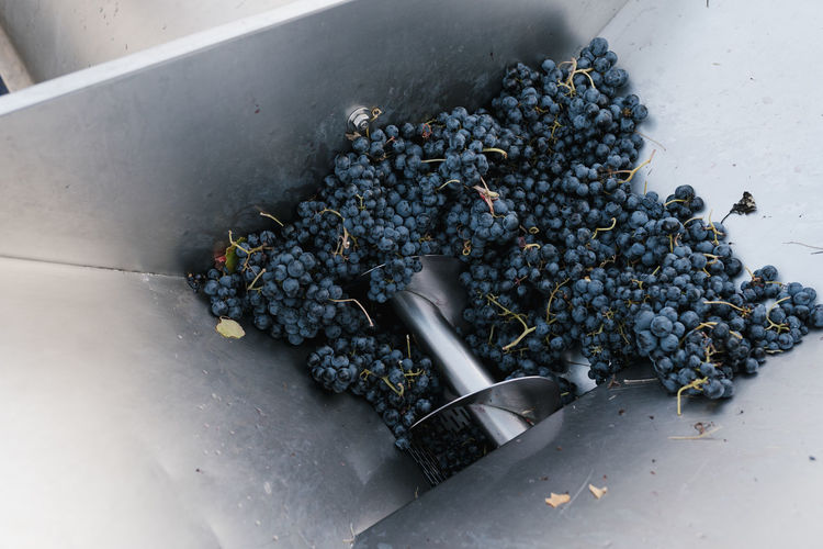 Fresh grapes in crushing machinery at winery
