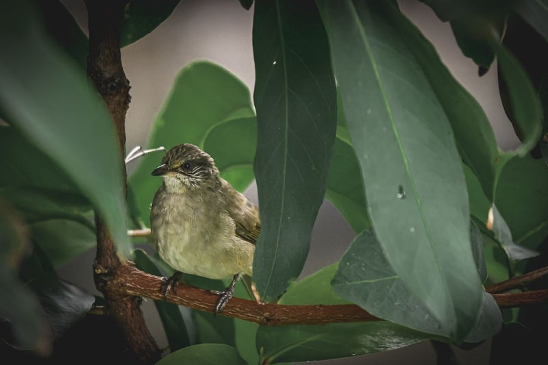 Close-up of bird perching on a plant