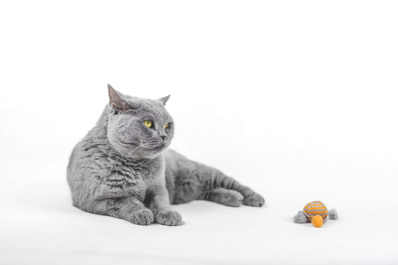 Cat looking away against white background