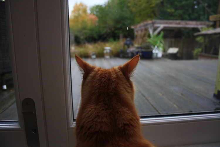 Rear view of cat looking through window