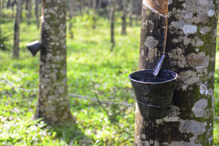 Buckets hanging on rubber trees