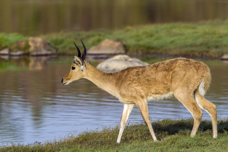 Side view of deer standing by lake on field