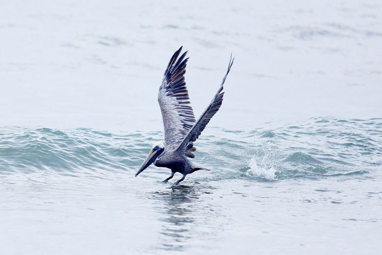 View of bird flying over sea