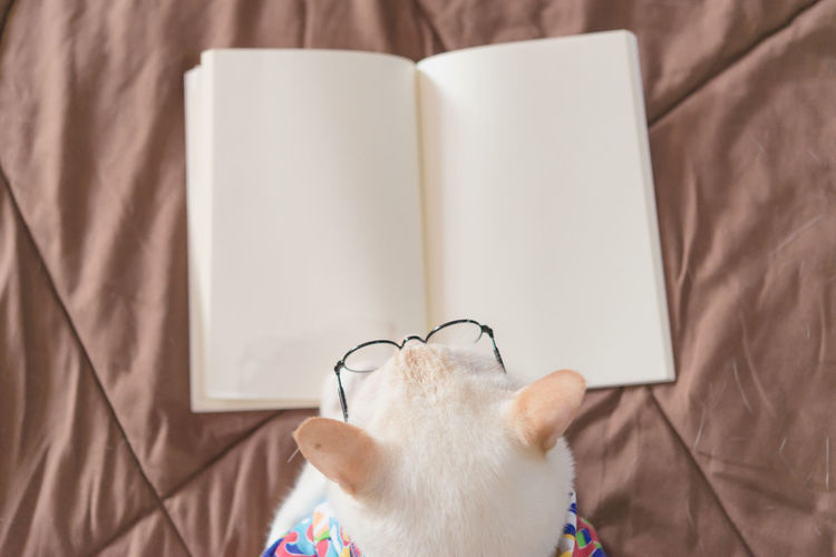 Close-up of cat wearing eyeglasses resting at home