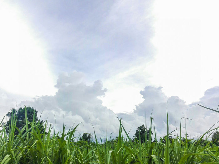 Close-up of fresh green field against sky
