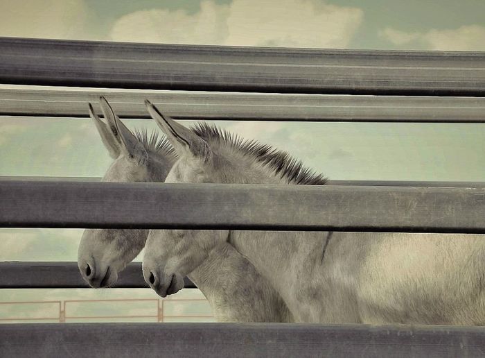 Close-up of horse on railing