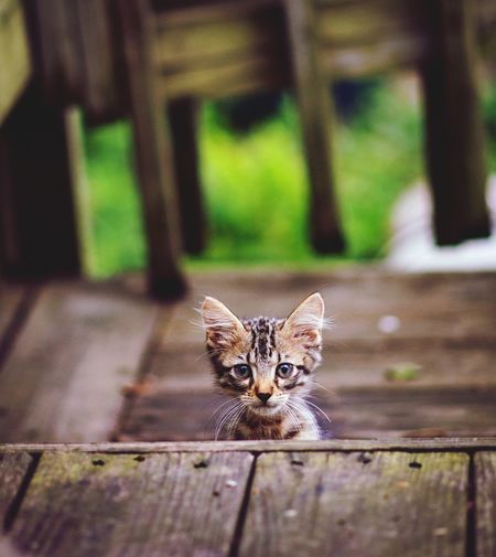 Peekaboo grey tiger striped kitten on wooden deck