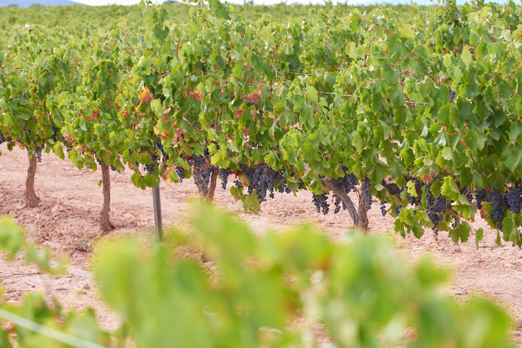 View of grapes growing in vineyard