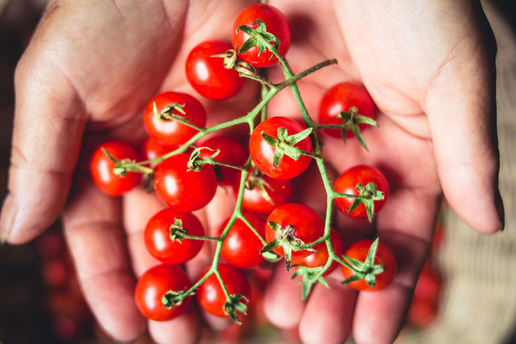 Cropped hands holding cherry tomatoes over wicker basket