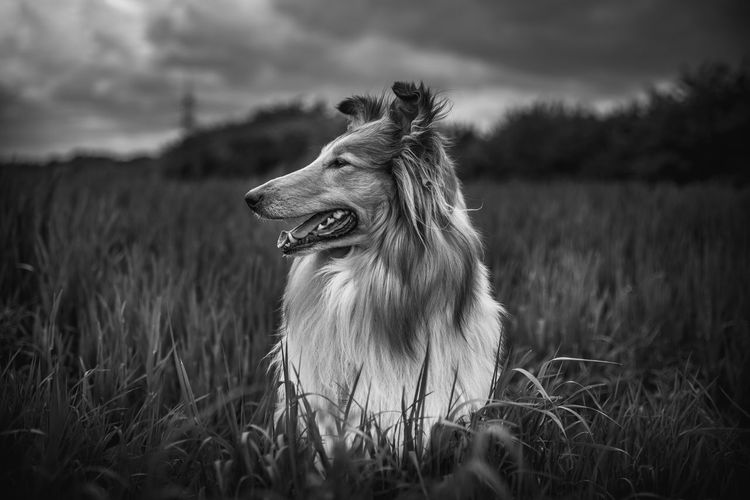 Close-up of dog looking away on field