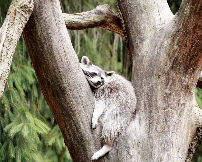 View of animal sleeping on tree trunk