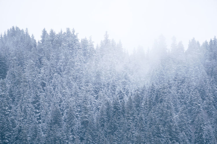 Low angle view of trees in foggy weather