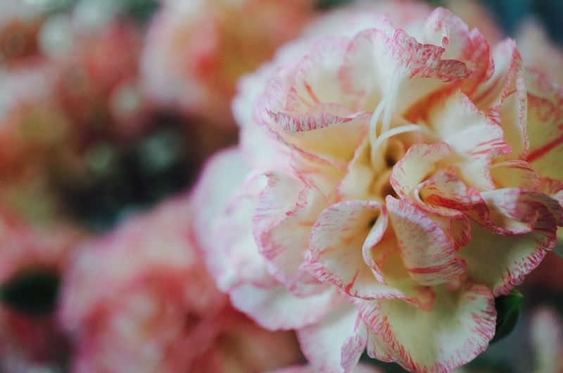 Close-up of carnation flowers