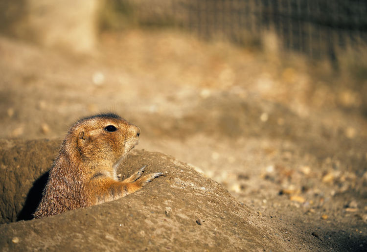 Close-up of prairie dog on footpath