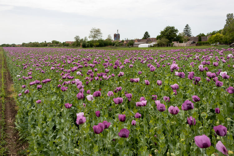 Purple flowers in field