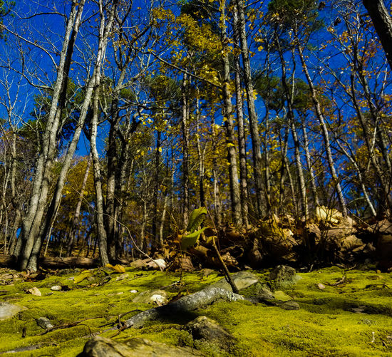 Trees in forest