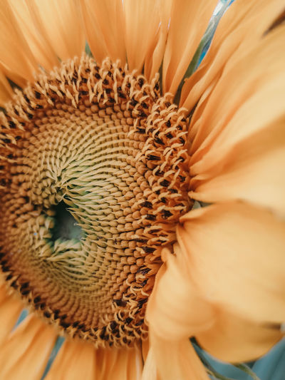 Full frame shot of flower pollen
