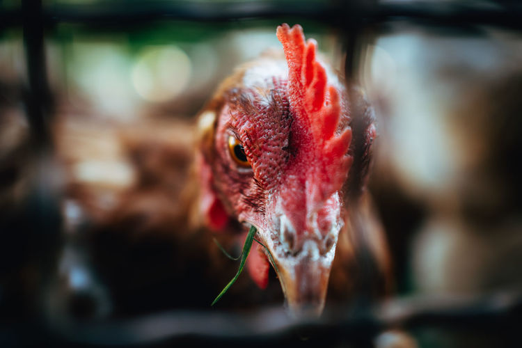 Close-up portrait of chicken