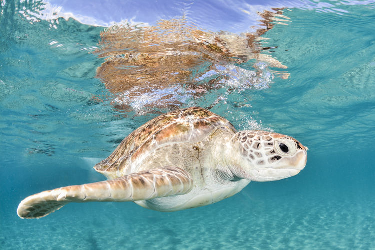 View of turtle swimming in sea