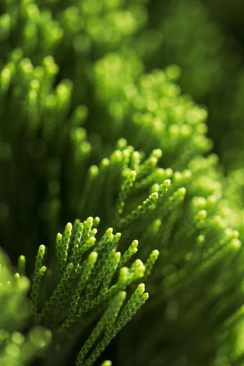 Close-up of fern