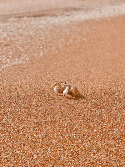 View of a crab against copper sand 