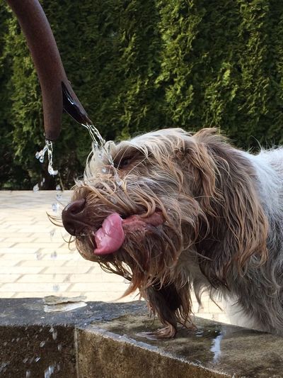 Close-up of italian spinone drinking water from pipe