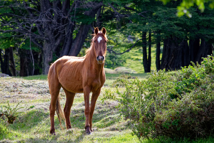 Horse standing on field against trees