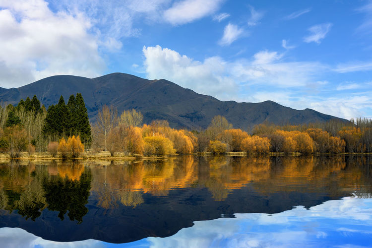 Yellow and orange forests in autumn, mountains and cloudy sky in rural new zealand south island
